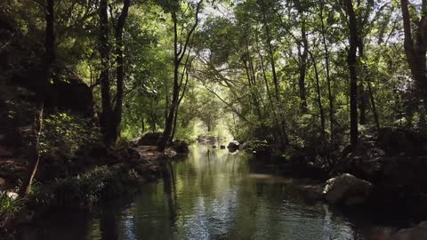 Woodland stream in the daylight