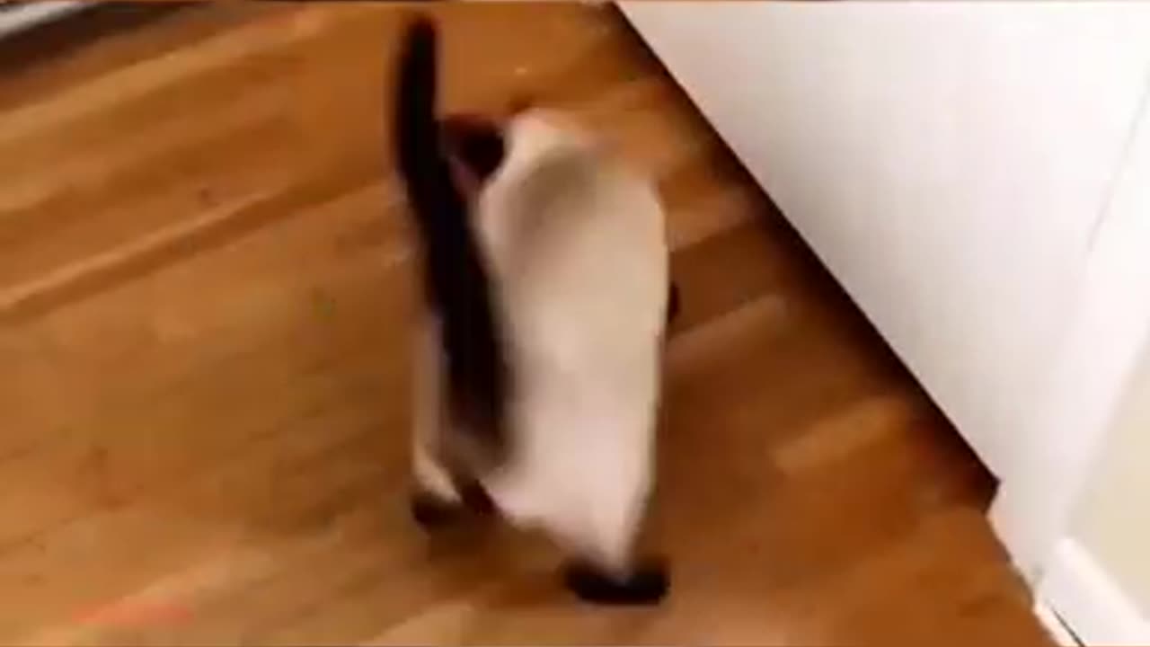 Purr-fectly Entertaining #Cat Shenanigans