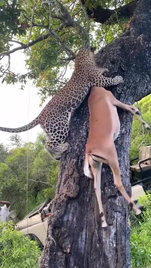 Liopare liopare funny