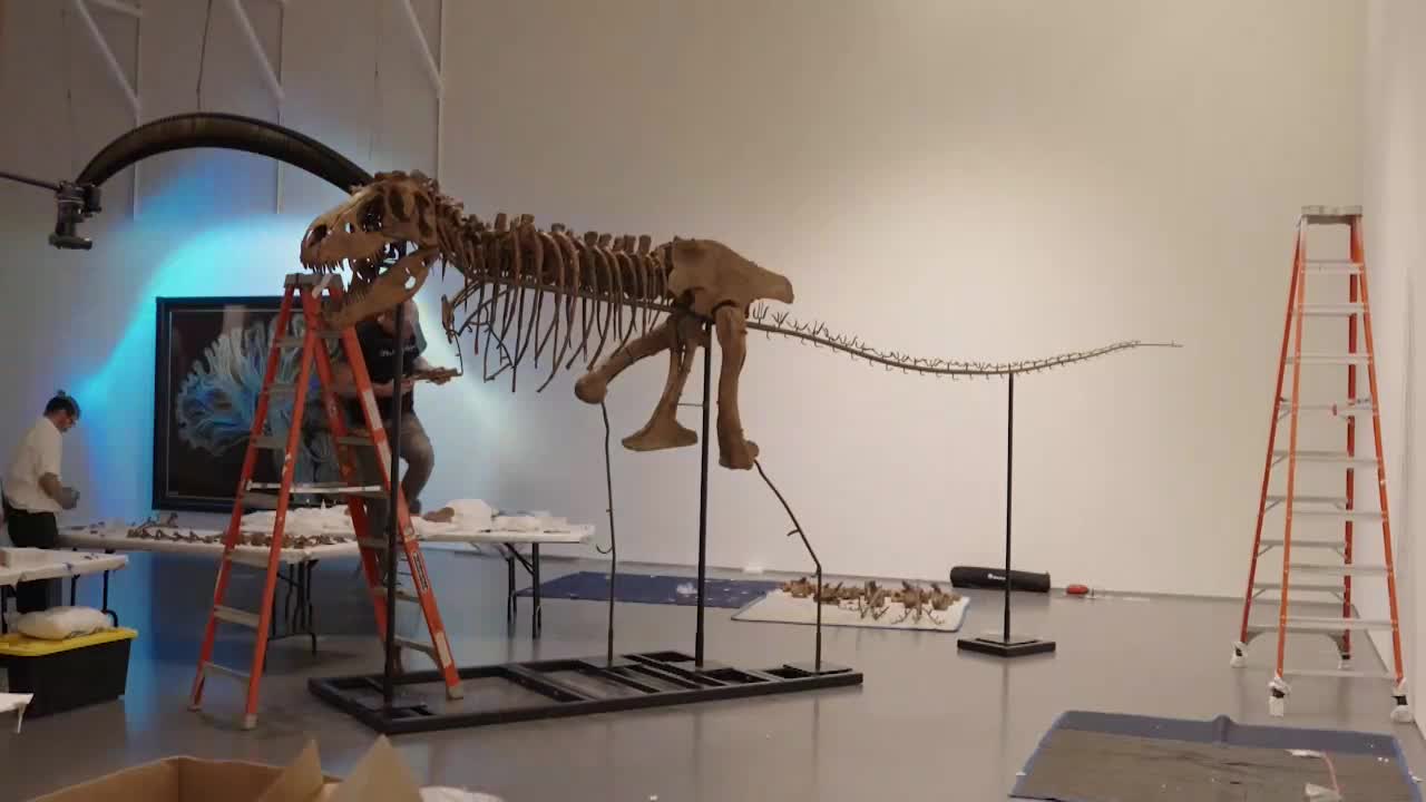 El esqueleto de un dinosaurio de hace 77 millones de años, a subasta en EEUU