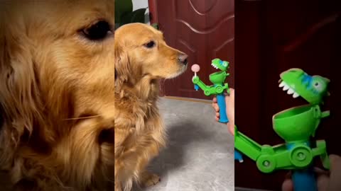 Funny dog video #worldfunnyDogs video