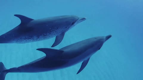 Dolphins also symbolize freedom and happiness, swimming freely in the vast sea