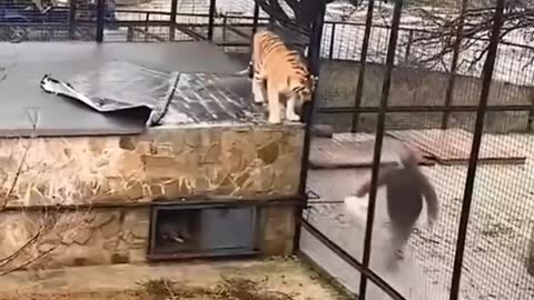 AMAZING TIGER CUB RESCUE
