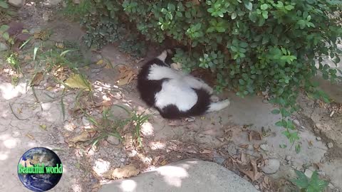 The cat is sleeping | funny cat | Playful cat | cats | most popular cat video | popular cat video