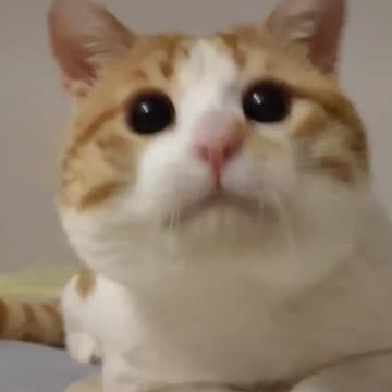 Fanny Cat Video And Cute Cat Video