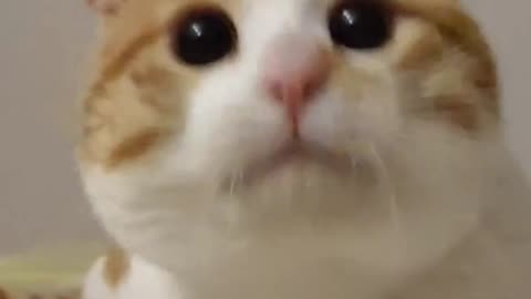 Fanny Cat Video And Cute Cat Video