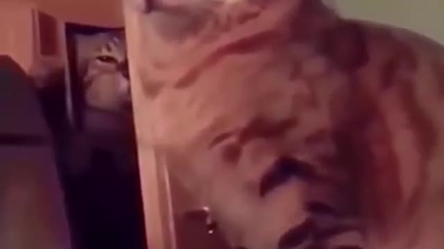 Funny Animal, Funny Video Animal Compilations,Tik Tok Funny Videos, Tik Tok . #Shorts