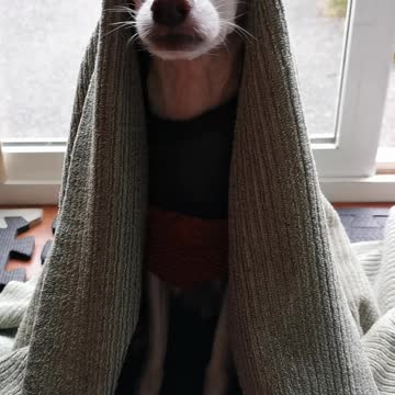 Spud comes in for breakfast