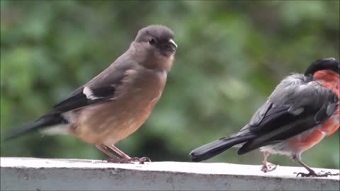 a wonder two singing birds