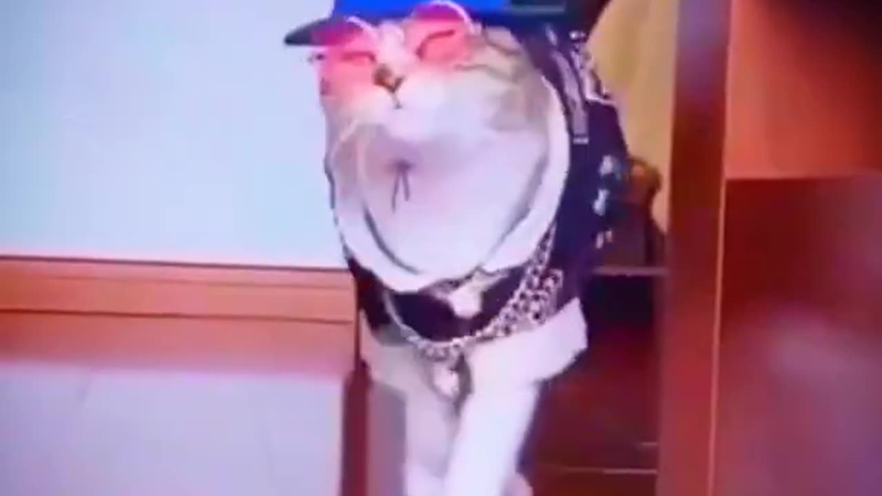 Cat funny video