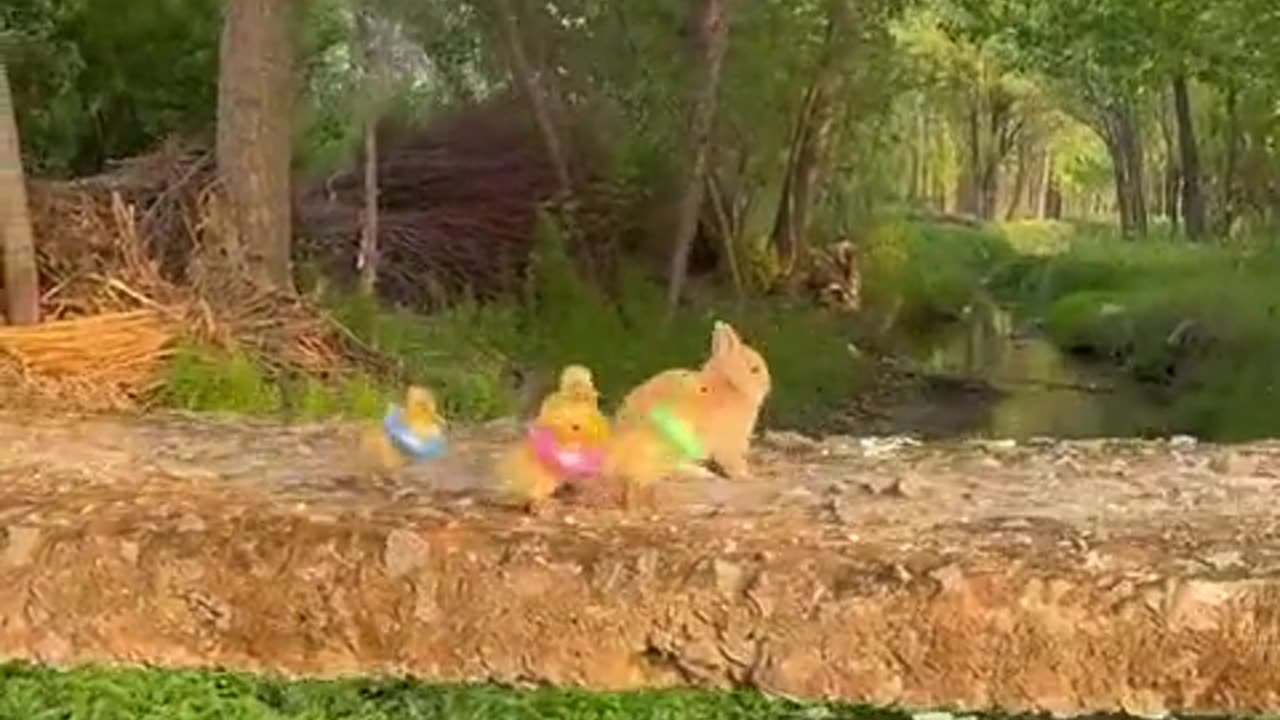 The little bunny takes the little duck for a swim.