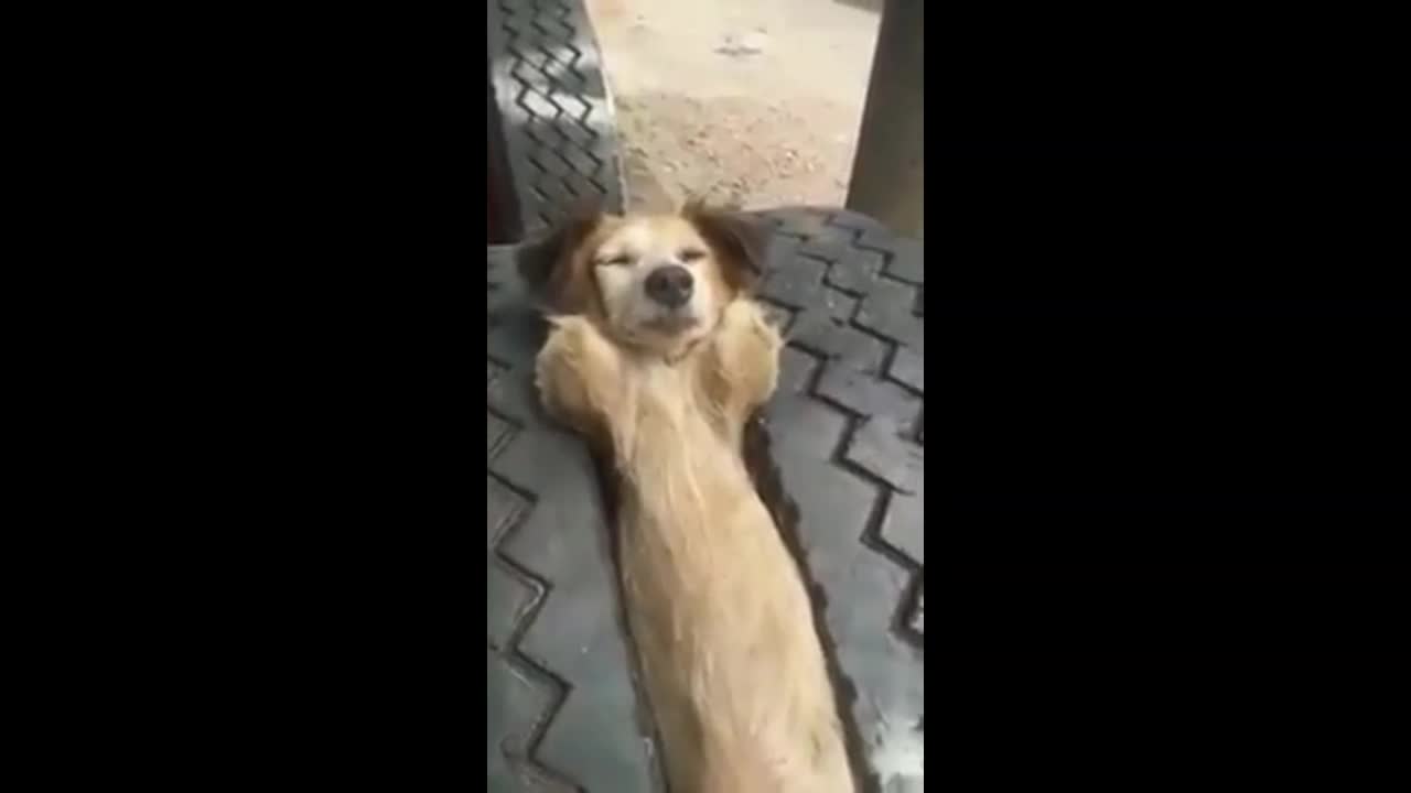 Dog Falling Asleep in Truck Wheel