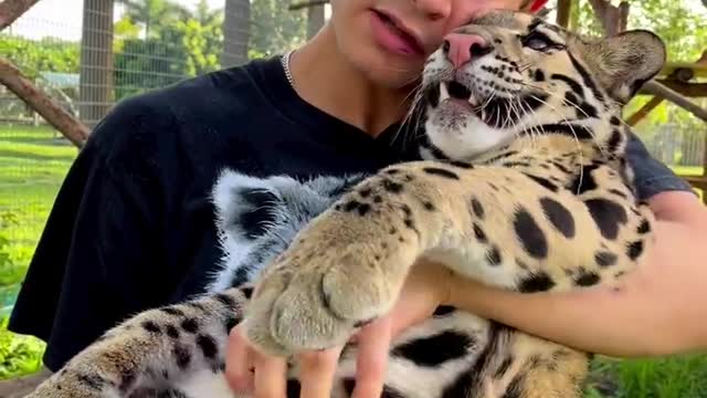 Amazing Cute Domestic Tiger