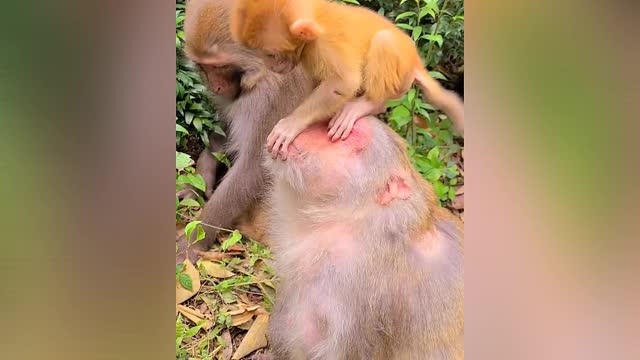 silly behavior of a monkey to his mother 😂🐒