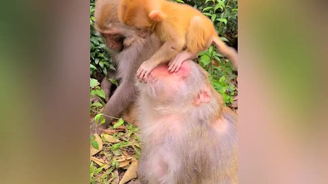 silly behavior of a monkey to his mother 😂🐒