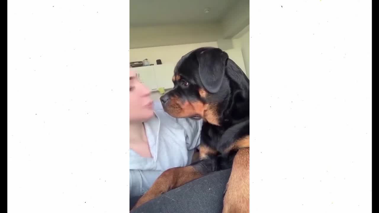 FUNNY AND CUTE DOGS COMPILATION - PART 2
