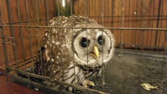 Helping an injured Screech Owl.