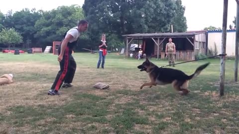 funny dog training Defense fail