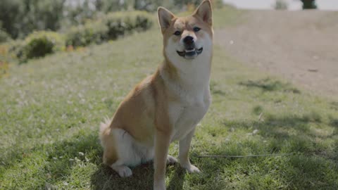 Cute Shiba Inu sitting on the grass and enjoying the breeze