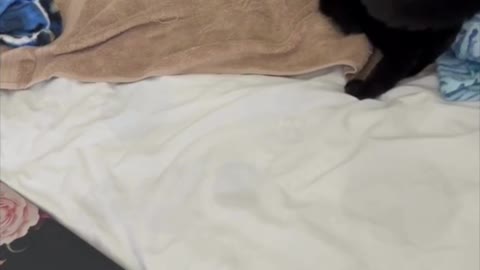 Adopting a Cat from a Shelter Vlog - Precious Piper Looks So Cute While Playing #shorts