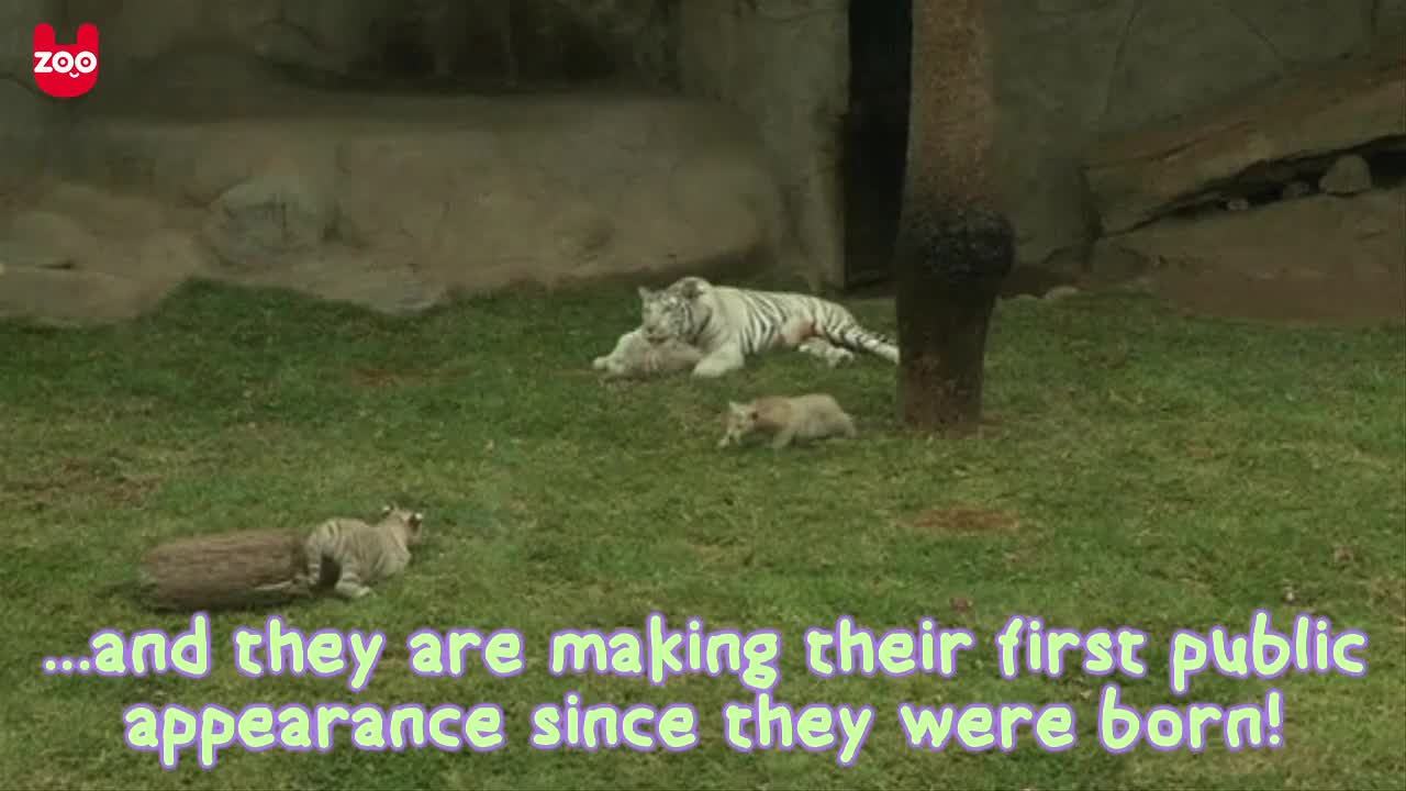 White Tiger Triplets Show Off