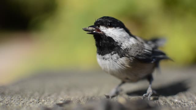 Chickadee taking sunflower seed!