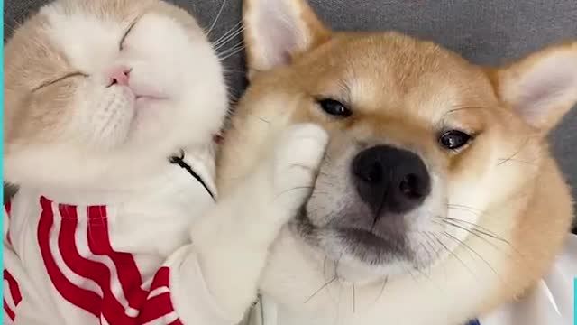 Clingy Cat Never Wants To Leave Shiba Inu Dogs Side