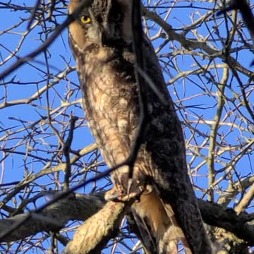 Owl in lakeshore March 11