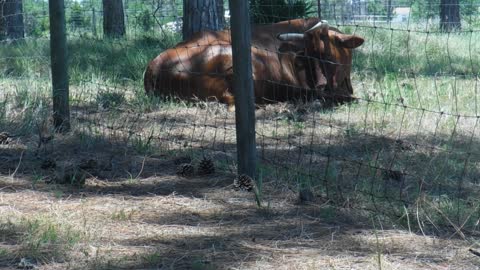 Diablo Our Red Angus Bull Relaxing In The Shade