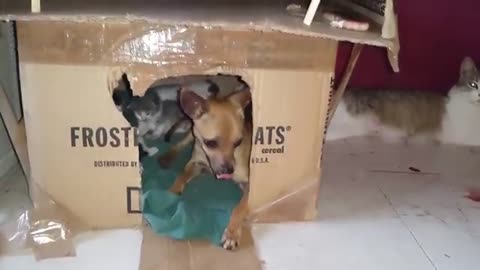 Esto es tener confianza_dog is helping pussi cat in home. So cute beautiful short video.