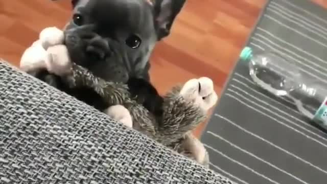OMG ! cute dog how adorable he is .