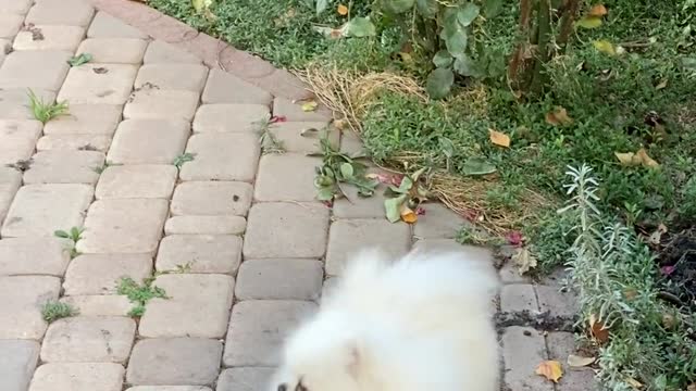 Dog barking like lion kkkk