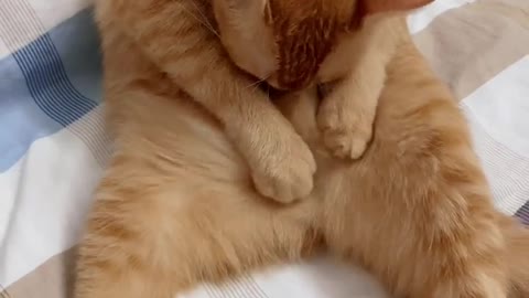 Do you know what this cat is doing?