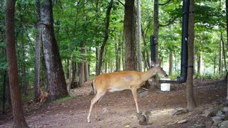The Woods - 07/31/2021