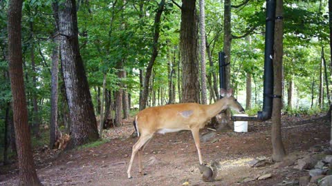 The Woods - 07/31/2021