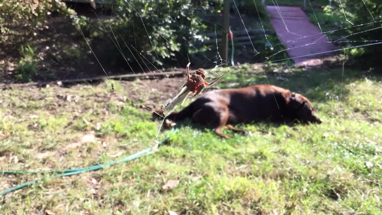 Spider Makes Meal out of a Moth