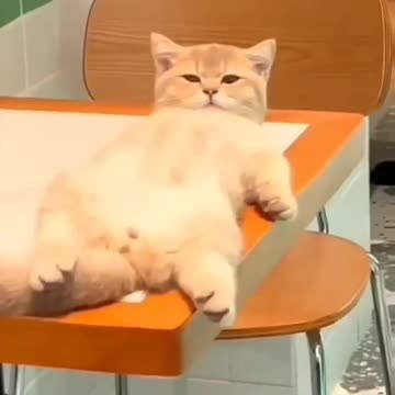 Fanny cat videos and dog video