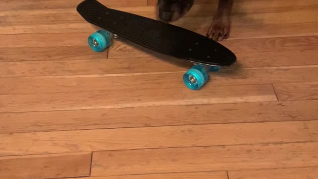 Skateboard v Rottweiler