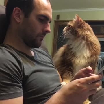 Gatito está completamente desesperado por un poco de atención