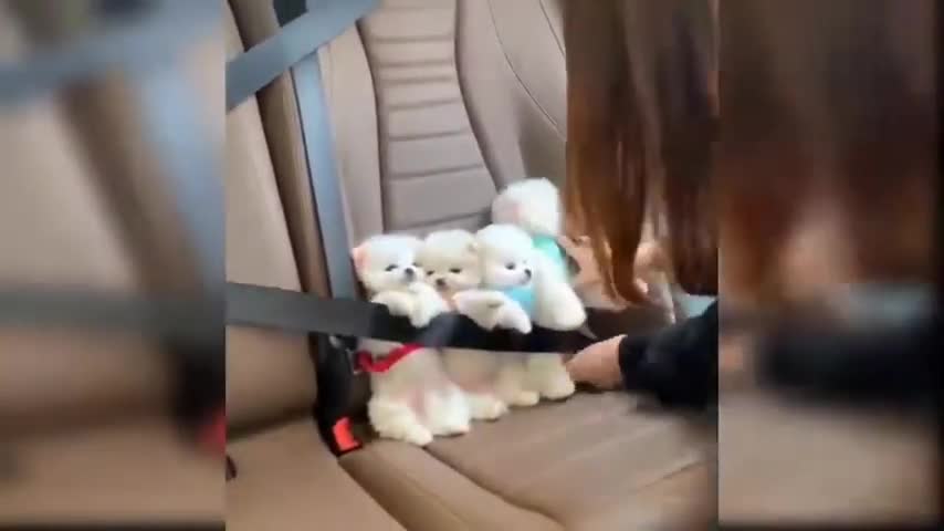 Adorable perritos🥰🥰🥰