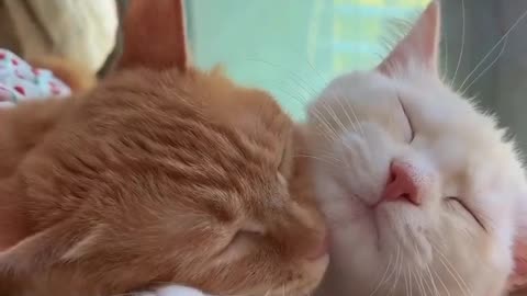 Cat couple having romance