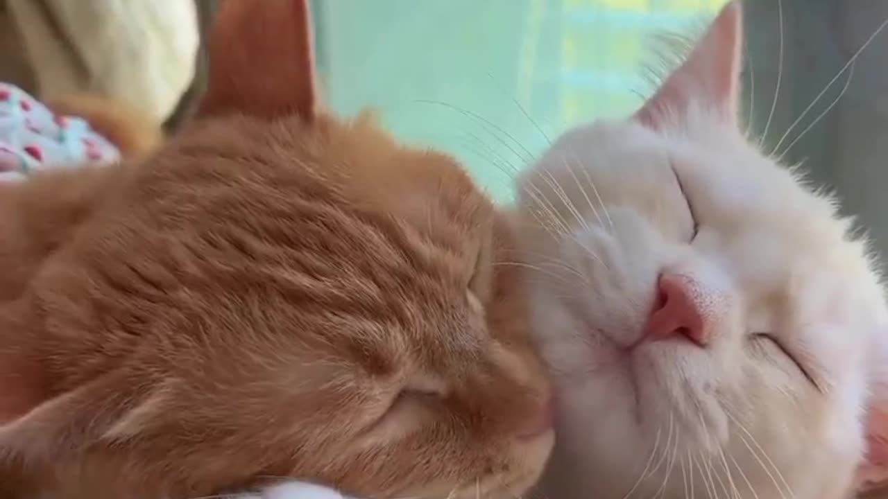 Cat couple having romance