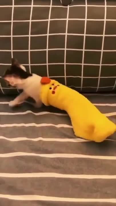 KUCING KEMBAR SHOLAWAT ALLAHUL KAFI ROBBUNAL KAFI