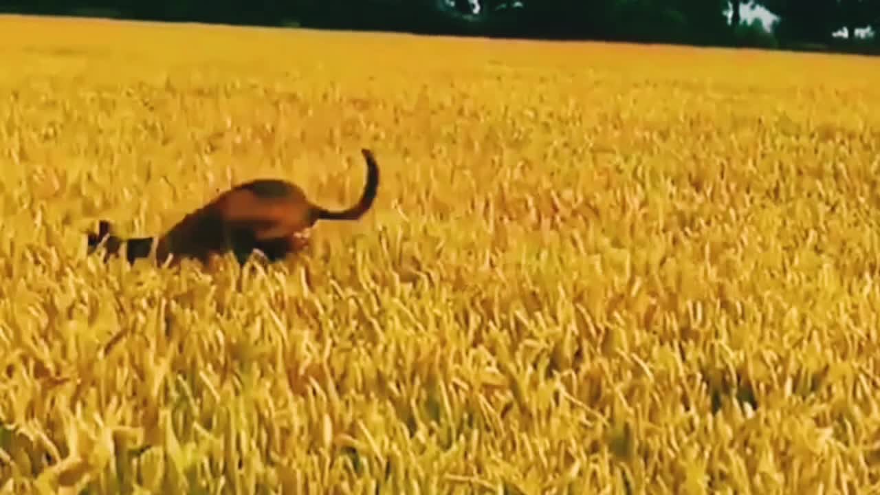 Dog thinks it's a rabbit