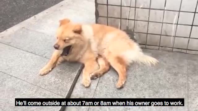 Loyal Dog touches the hearts of millions. So CUTE