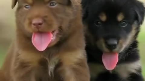 Twin puppies