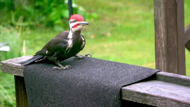 Gigantic woodpecker easily splinters cedar deck as family watch from window