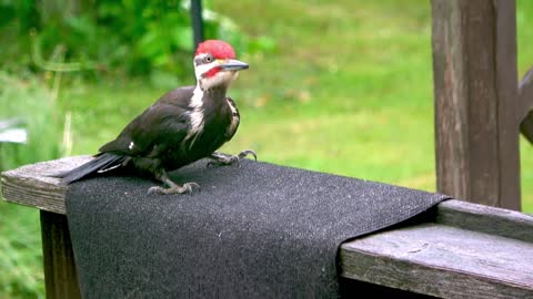 Gigantic woodpecker easily splinters cedar deck as family watch from window