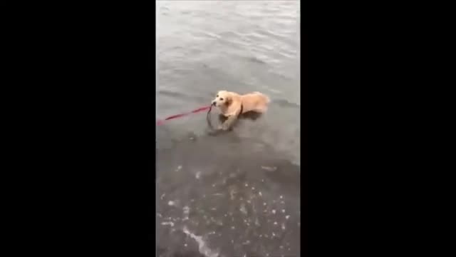 Funny Cats And Dogs , Cute Pets And Funny Animals , Crazy And Funniest Animals 😄