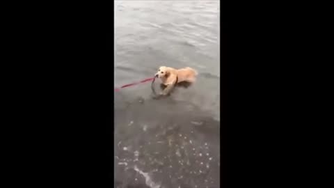 Funny Cats And Dogs , Cute Pets And Funny Animals , Crazy And Funniest Animals 😄